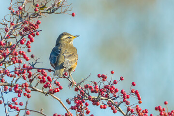 Redwing Turdus iliacus bird eating berries