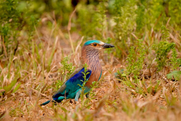 Indian Roller bird 
