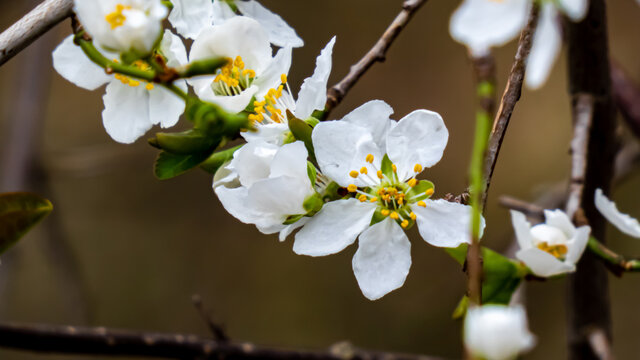 Wei&szlig;e Bl&uuml;ten mit gelben Pollenstempel focussiert