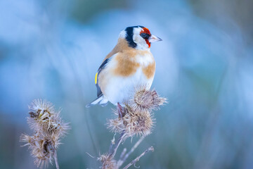 European goldfinch bird, Carduelis carduelis, perched eating seeds in snow during Winter season