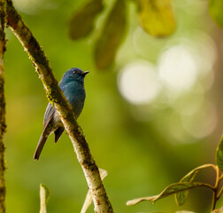 Nilgiri Flycatcher bird