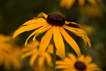 Gelbe Blume im Sommer