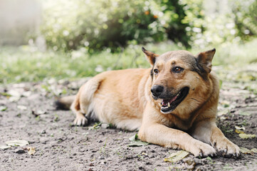 Naklejka na ściany i meble Beautiful ginger dog lies in the garden. Pregnant dog.