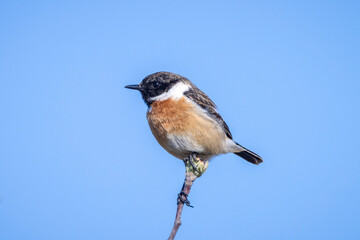 Stonechat, Saxicola rubicola, perching
