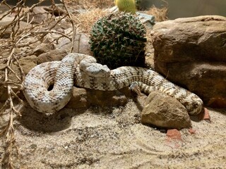 Southwestern Speckled Rattlesnake