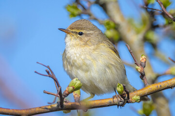 Common chiffchaff bird Phylloscopus collybita