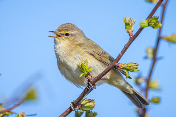 Common chiffchaff bird Phylloscopus collybita