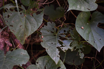 leaves on the ground