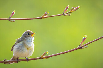 Common chiffchaff bird Phylloscopus collybita