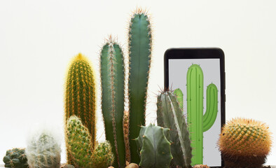 smartphone cactus among real