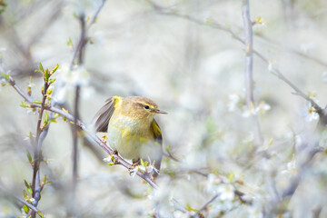 Common chiffchaff bird Phylloscopus collybita
