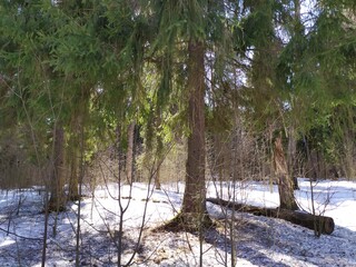 Trees in forest with melting snow in bright spring sun light