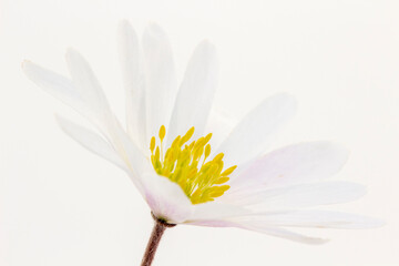 White Anemone blanda against a white background