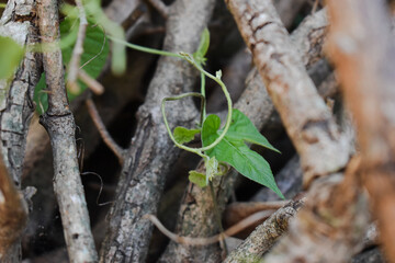 trunk