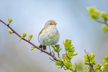 Common chiffchaff bird Phylloscopus collybita