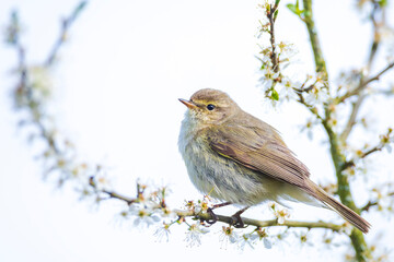 Common chiffchaff bird Phylloscopus collybita