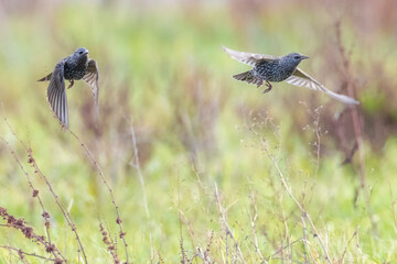 A flock of common starling birds Sturnus vulgaris migration in flight