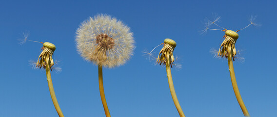 dandelions on blue sky background