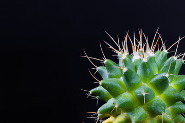 Naklejka na ściany i meble Closeup cactus isolate on black background