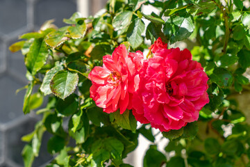 Heckenrose mit pink-farbenen Blüten