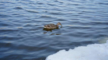 Duck swimming on a frozen lake