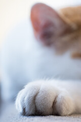 Fototapeta na wymiar Toes of a white cat's front paw on a cloth. Focus on the foot, narrow depth of field