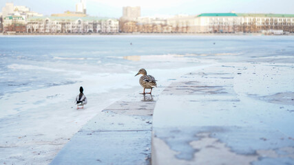 Duck on frozen river,city background