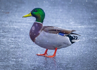 Ente auf zugefrorenen Teich