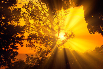 Tropical sunset over the sea , view through the branches