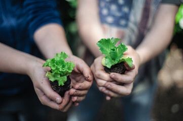 Children's hands holding small green plant growing seedling