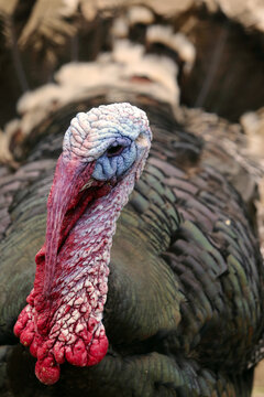 Close up of the head of a turkey