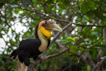Naklejka premium Hornbill on a branch