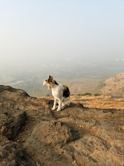 Yawning cat sitting on a mountain and taking early morning sun bath