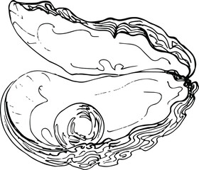  Sketch oyster with pearl. Hand drawing illustration.vector