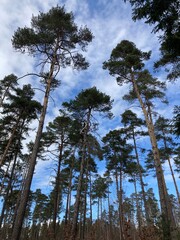 Kiefern im Wald unter blauem Himmel