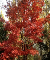 Beautiful view of the  autumn trees with blue sky 