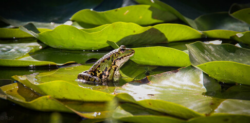 Unser Frosch sonnt sich