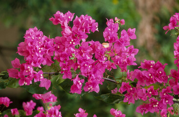 Bougainvillier, Bougainvillea × buttiana