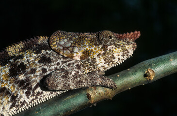 Cameleon à capuchon, male, Chamaeleo brevicornis, Madagascar