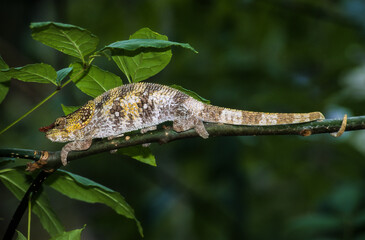 Cameleon à capuchon, male, Chamaeleo brevicornis, Madagascar