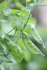 栽培中の絹さや