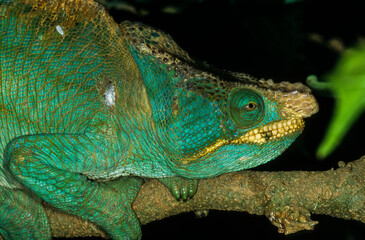 Cameléon de Parson, male, calumma p.parsonii, Madagascar