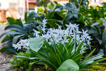 Blooming wild garlic carbohydrates in the garden in front of a house and a snow lily 