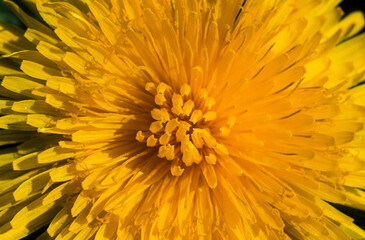 Pissenlit, Taraxacum officinale
