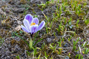 purple crocus on a green meadow with soil 