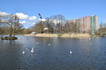 Baltic seagulls fly over the pond.