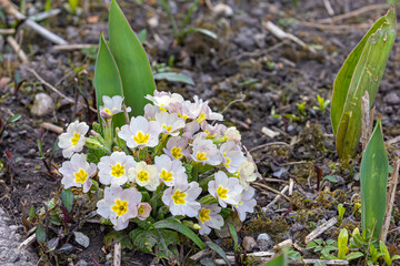 A bush of soft pink primrose on the ground with some green plants in full bloom 