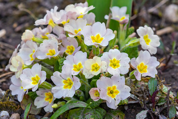 A bush of soft pink primrose on the ground with some green plants in full bloom 
