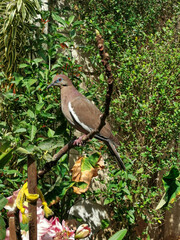 Paloma posando en fondo naturaleza verde / Dove with nature