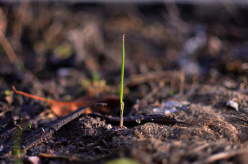 young onion sprout